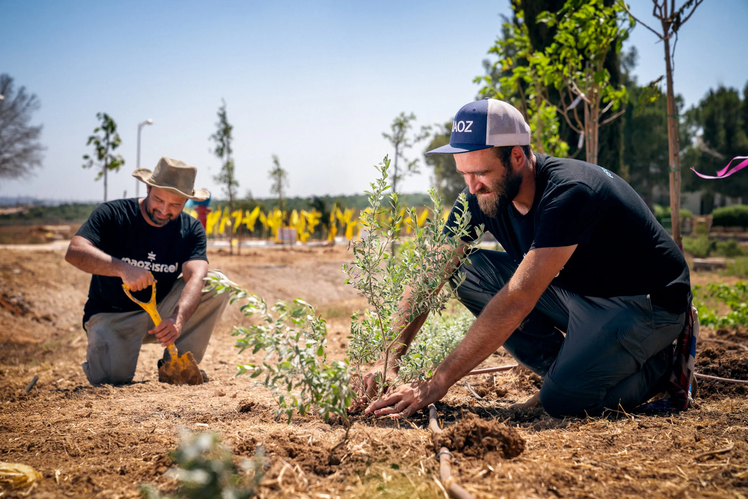 Planting tree